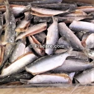 Sardinha Laje